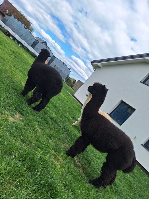 Sprzedam alpaki samce