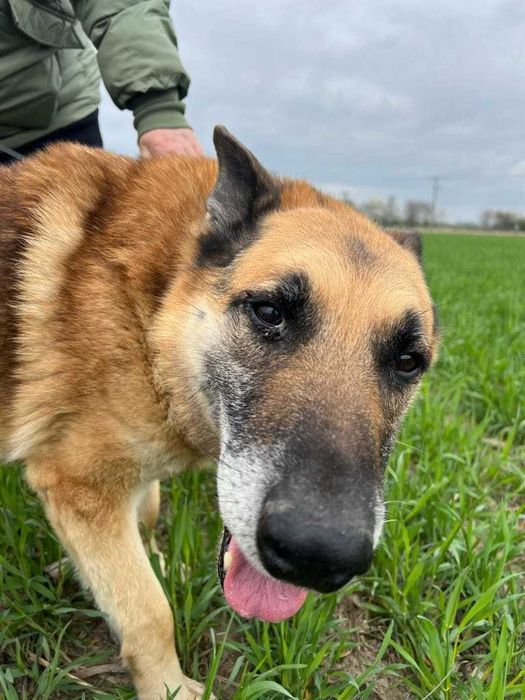 Reksiu - owczarek, ok. 10 lat, przyjazny do człowieka :)