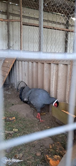 Синій вухатий фазан