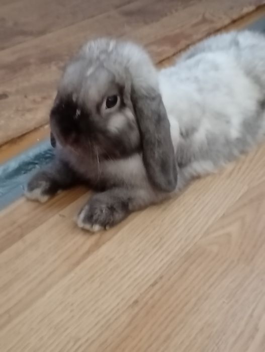 Królik mini  lop