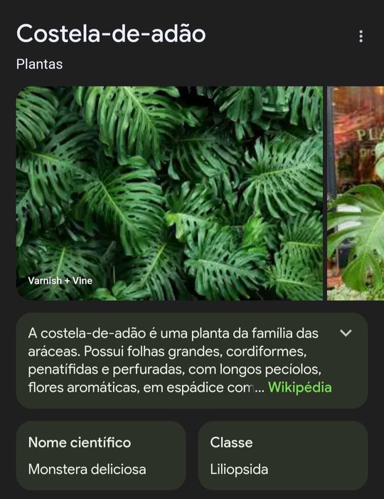 Monstera Deliciosa com 4 anos