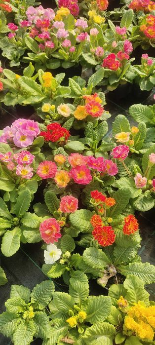 Sprzedam kwiatki Bratki