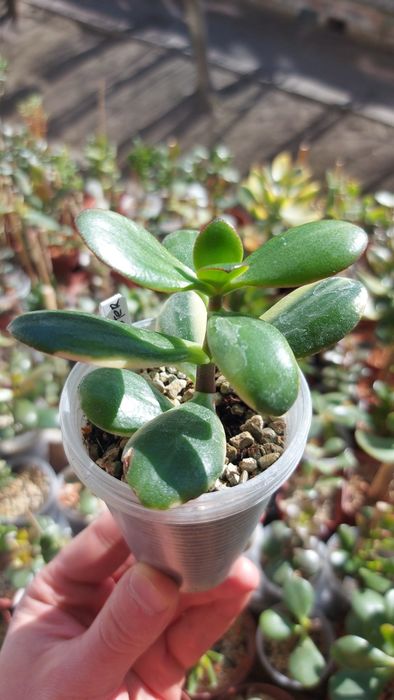 Крассула Ланкастер Crassula Lancaster  USA *rare crassula