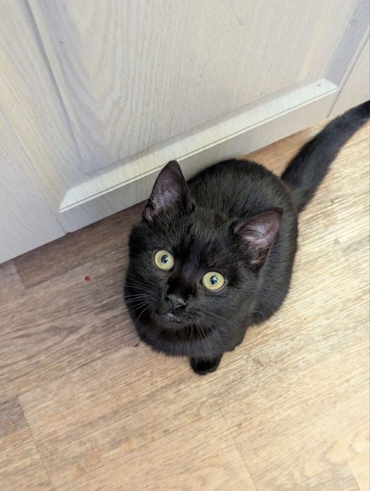 Чорний котик в добрі руки (привеземо в любе місто)