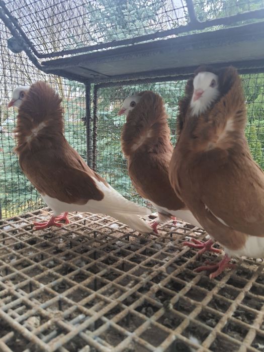 Sprzedam gołębie ozdobne kapucyny