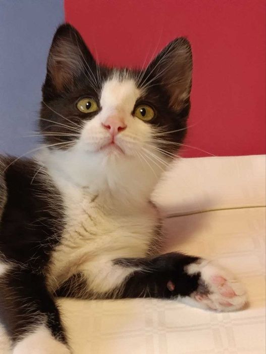 Котята красивые котики  бесплатно
