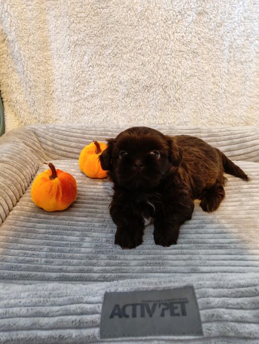 Czekoladowa suczka Shih Tzu