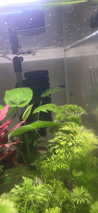 Neocaridina Blue Dream - High Grade.