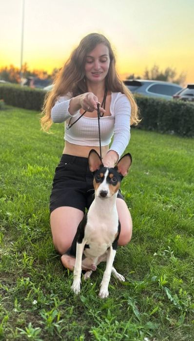 Щенок басенджи мальчик триколор