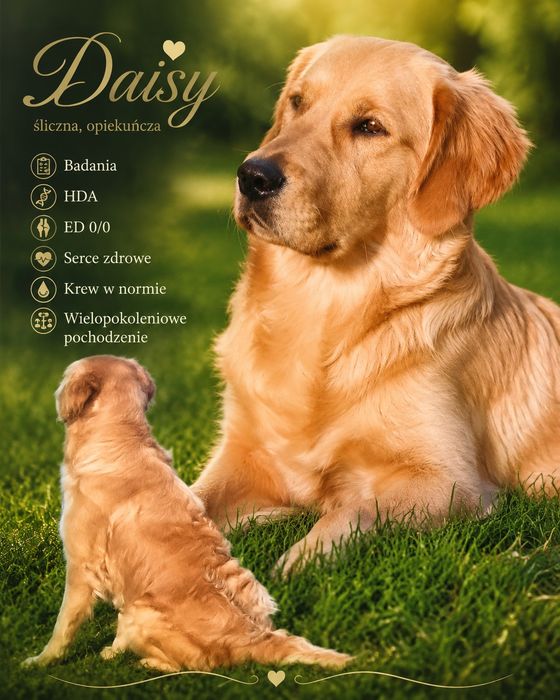 Golden retriever szczeniak