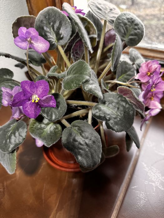 Фіалки кімнатні