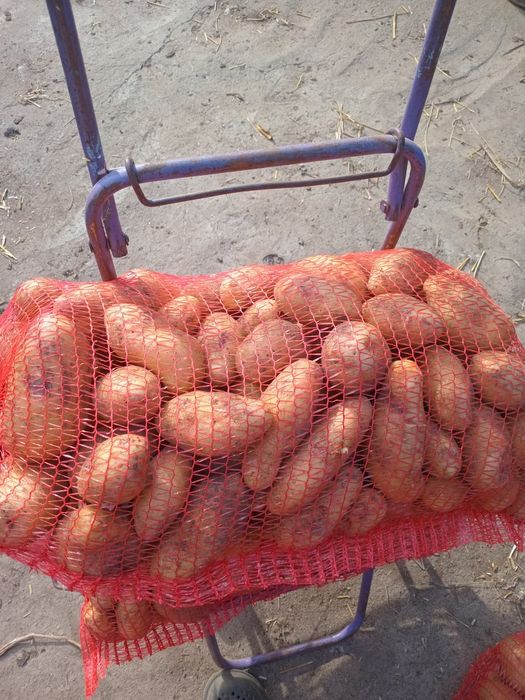 Продам харчову картоплю