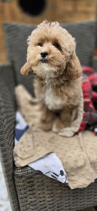 Cavapoo/ dziewczynka