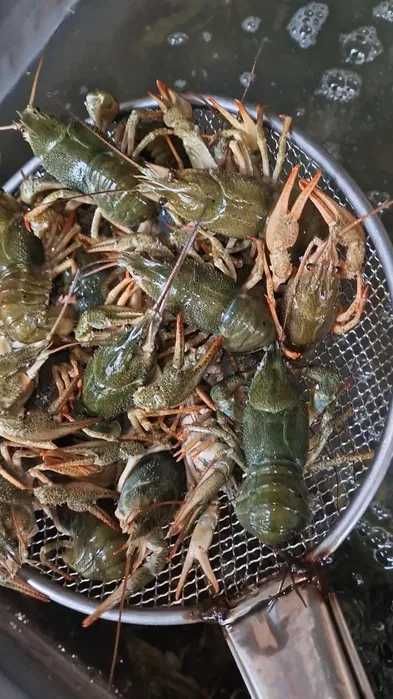 продам Раки очень вкусные вареные или живые