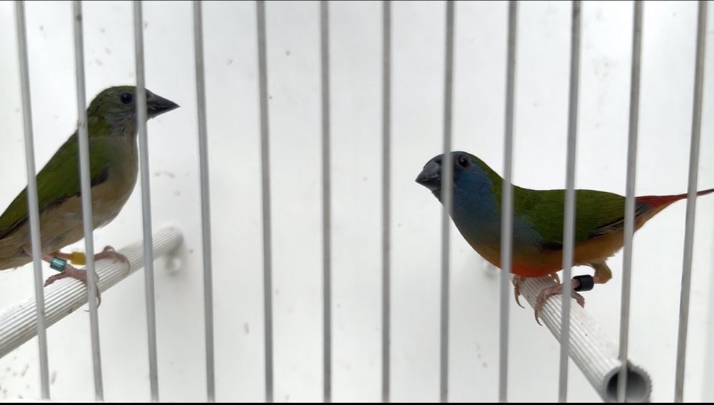 Varias aves para cedencia aves 2026