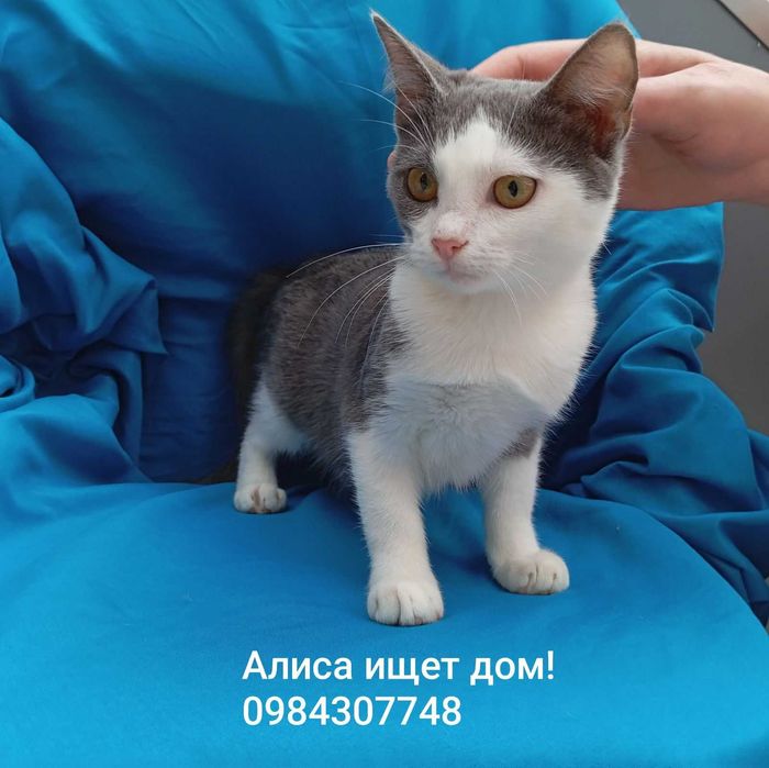 нежная малышка Алиса ищет дом!