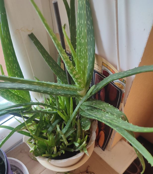 Вазон алоє Вера 5 років ліки від багатьох хвороб