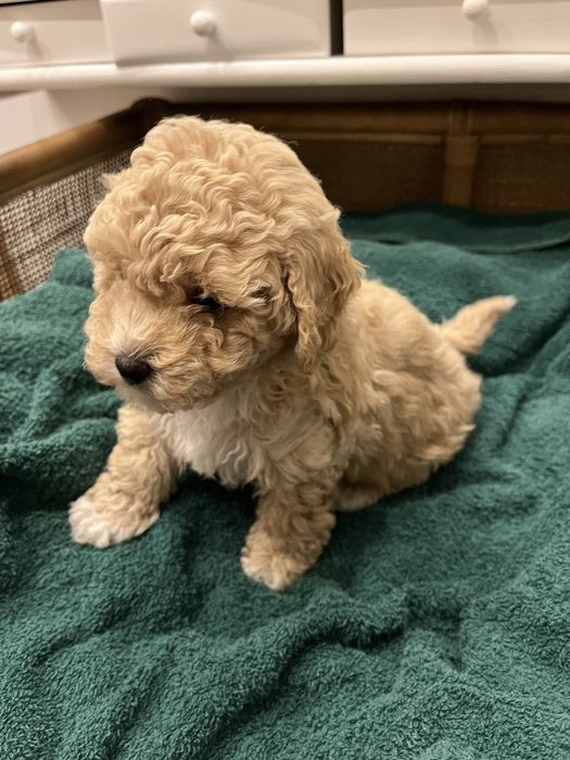 Szczeniak suczka Bischpoo