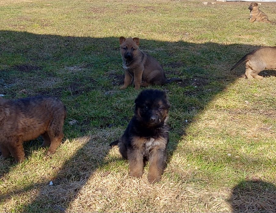 Szczeniaki w typie Owczarka Niemieckiego