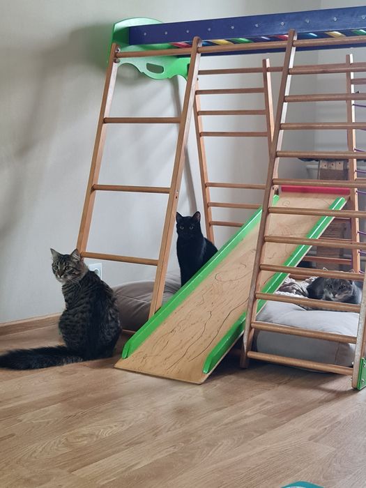 Перетримка тварин котів зооняня Мінська