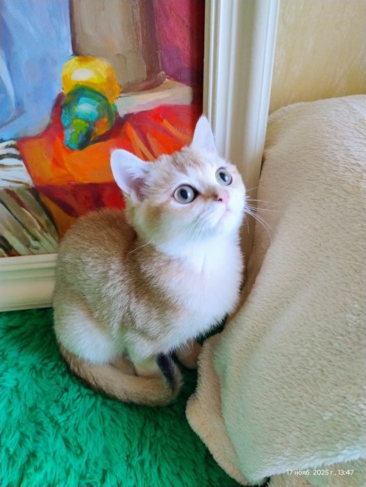 Британська золота кішечка