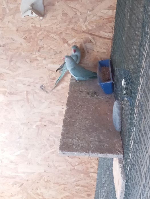 Aleksandrety obroża