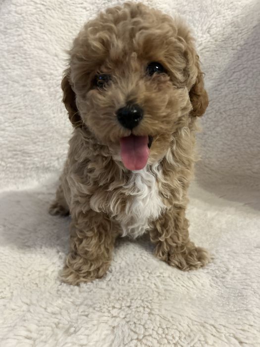 Maltipoo F1B - suczka