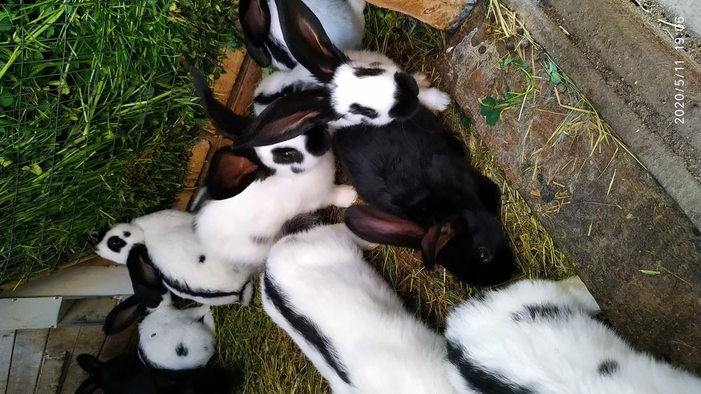 Німецький строкач.Самці,самки.Різний вік.