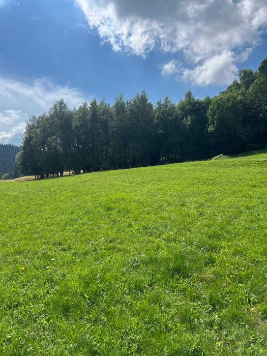 Działka 2480 m² | Piwniczna-Zdrój | Sucha Dolina | wyjątkowy widok - Widok 5