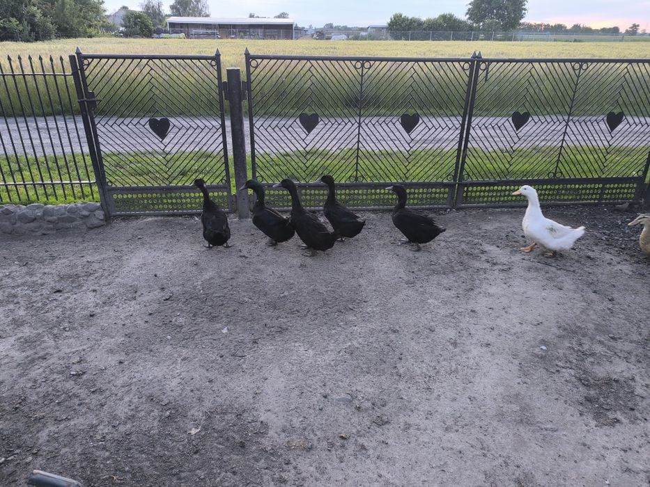 Sprzedam kaczuszki Kajuga,Pekin