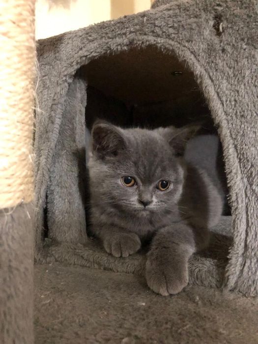 Scottish Straight Blue