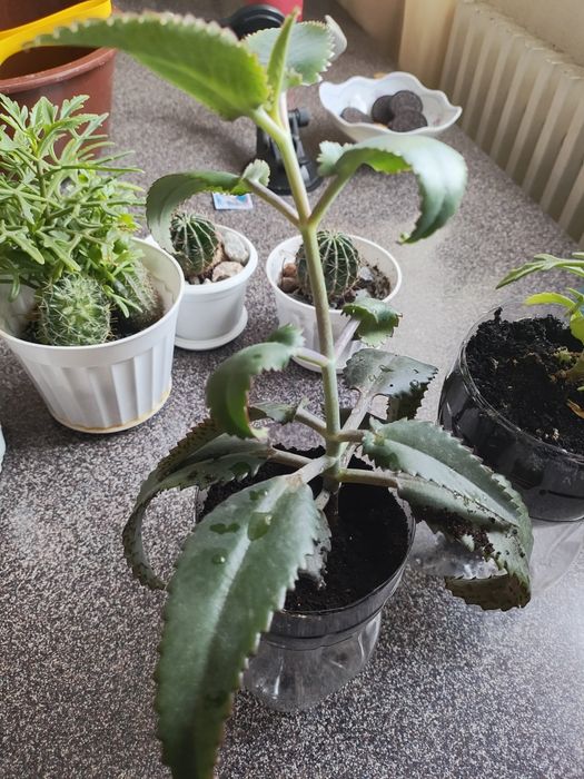 Каланхоэ Дайгрэмонта и "оленьи рога"