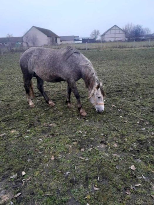 Zaprzęgana źrebna klacz ze źrebakiem