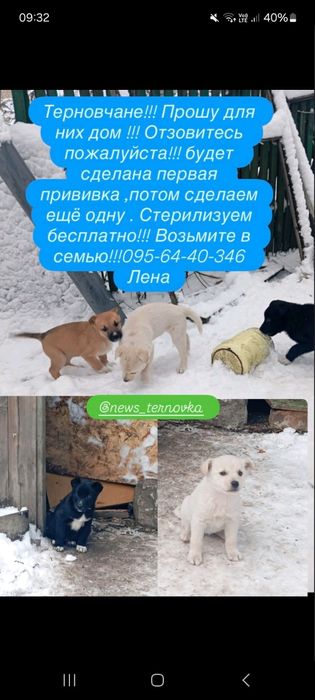 Щенки в добрые руки