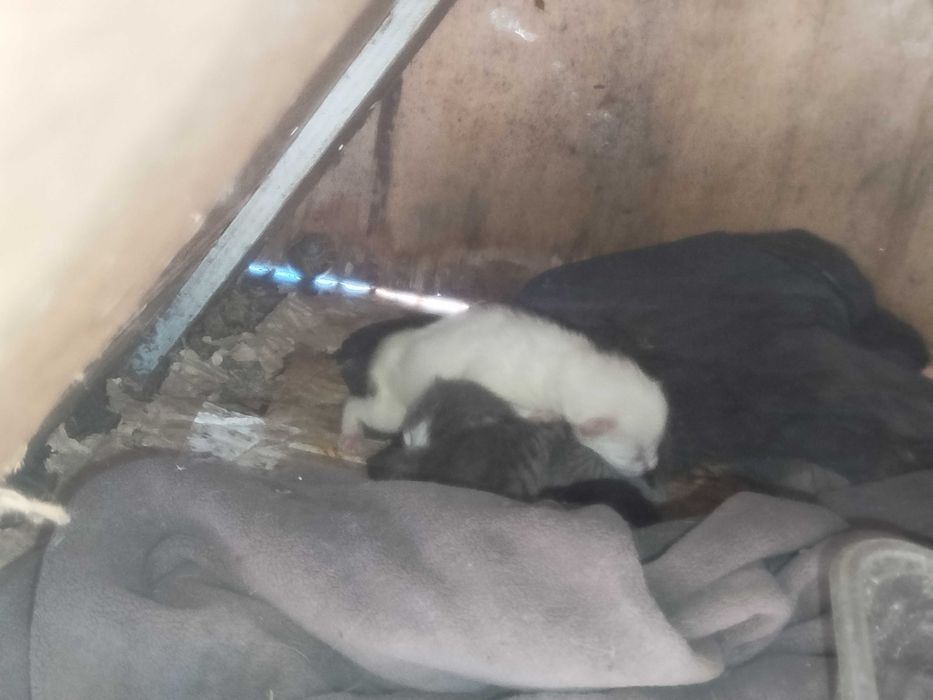 GATINHOS para dar