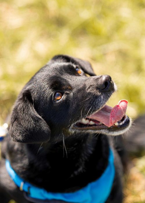 Migdał - młody, mały, wrażliwy - daj mu sznasę