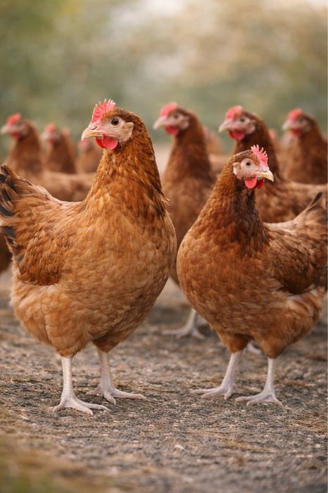 Kura Rossa 12 tygodni! - ładne