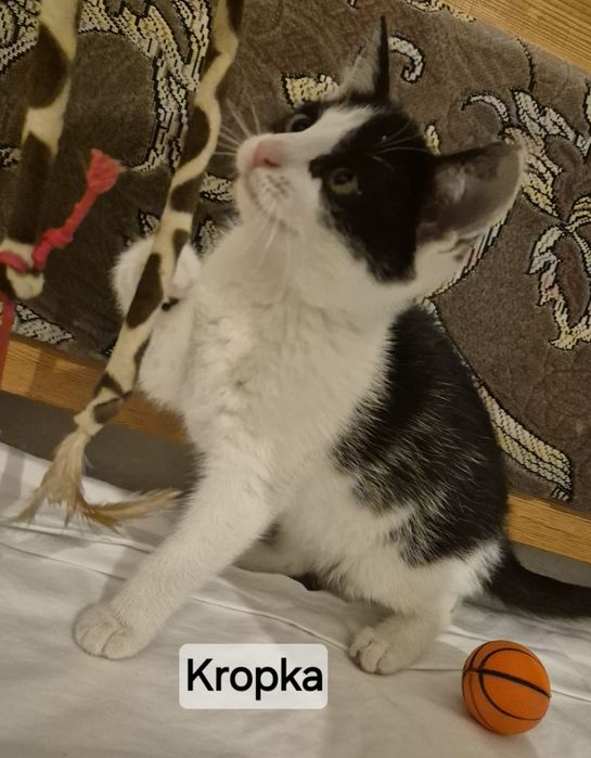Kocie dzieci szukają kochajacych domków. 9