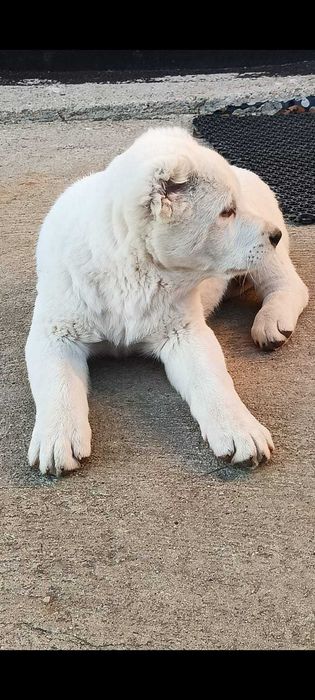 Owczarek środkowoazjatycki azjata