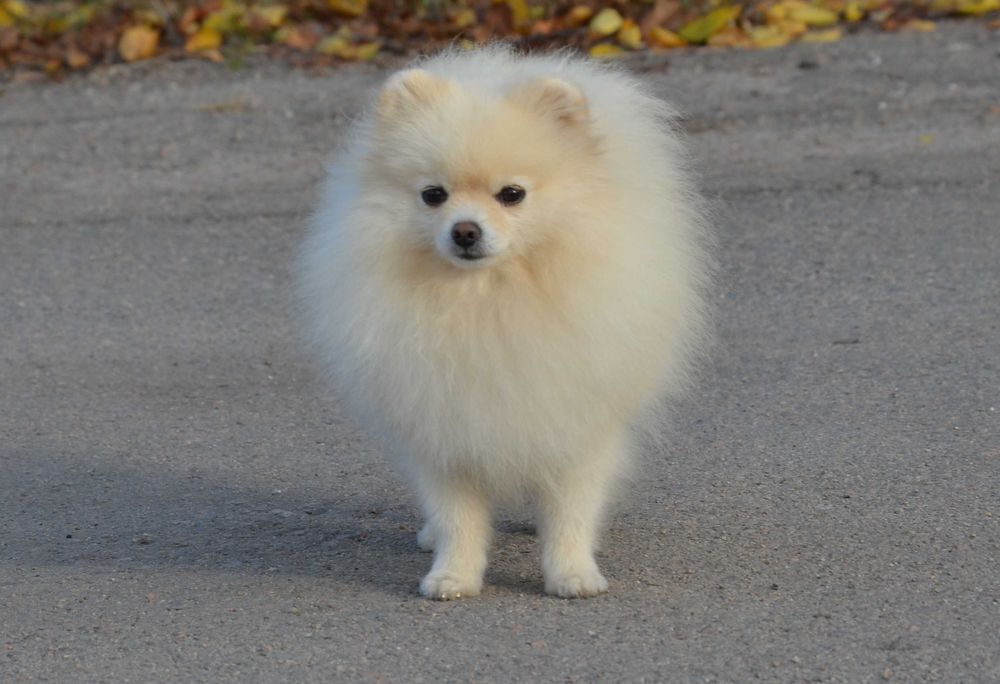 Кремовая померанка ( мини)в поиске семьи.