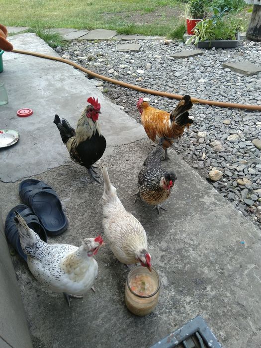 Акция Мини петушки четыре штуки за 300 грн очень красивые разноцветные