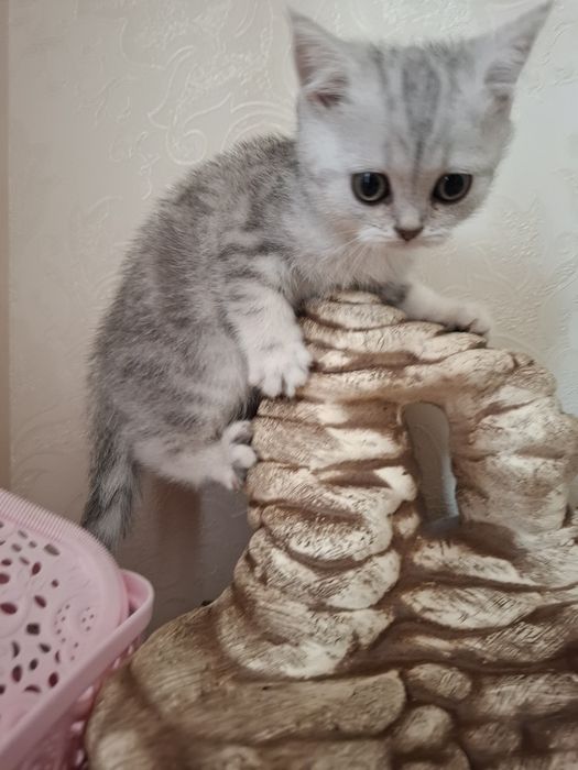 Шотландські кошенятка