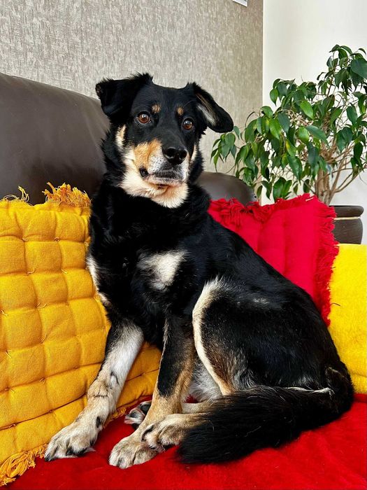 Spokojna suczka do adopcji - Dżetka!