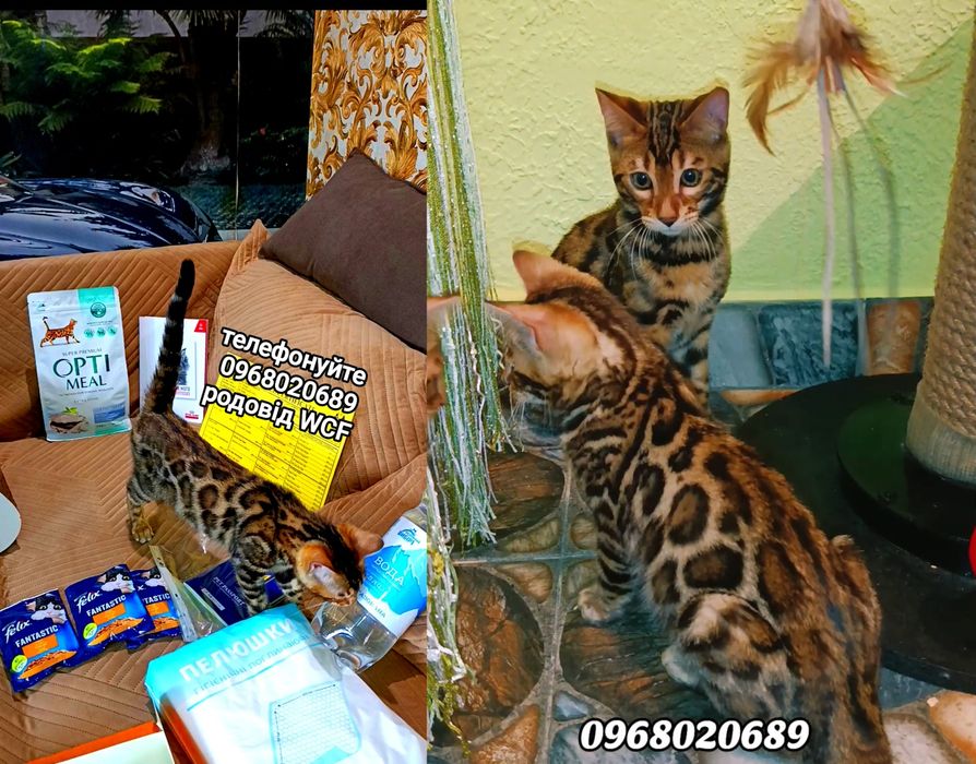 Родовід – офіційне підтвердження породи WCF.