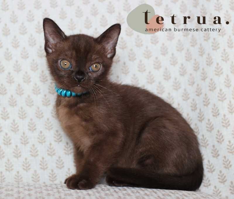 Американская бурма! Мальчик!