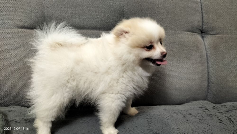 Szpic miniaturowy piesek REZERWACJA