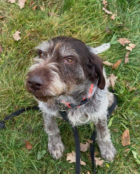 Фін, дратхаар, шукає дім