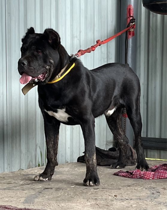 Продаються  екслюзивні Цуценята породи АЛАКАРО!!!