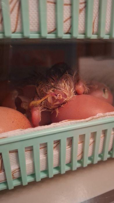 [NOVO] Incubadora/Chocadeira 24 Ovos Galinha