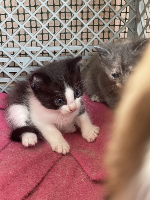 Gatos para adoção